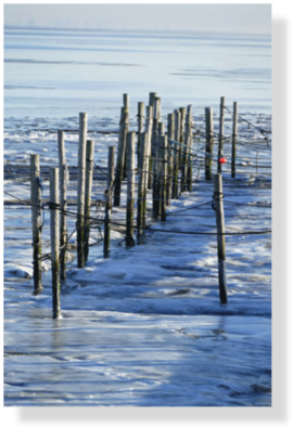 (123) Buhnen im Winter 
auf Sylt 35 x 25 cm 2025